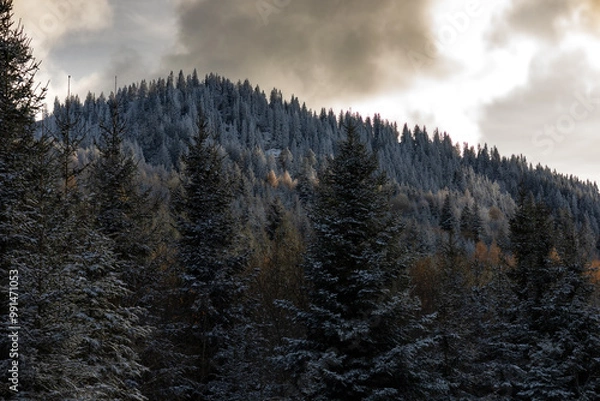 Fototapeta winter forest