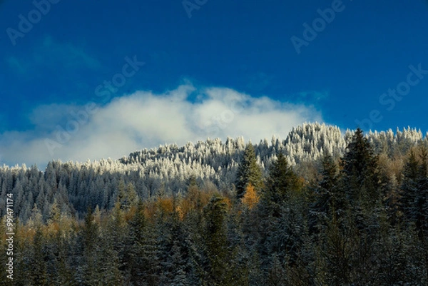 Fototapeta winter forest