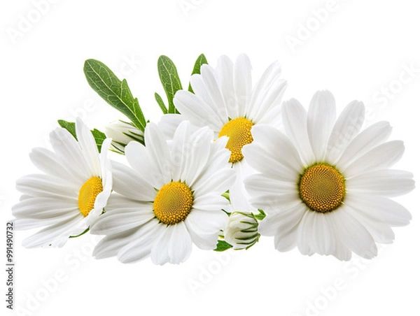 Obraz a group of white flowers with yellow center