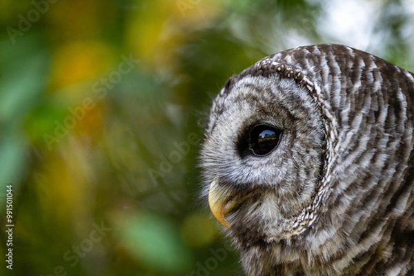 Obraz Barred Owl