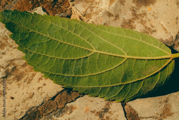 Obraz leaf texture