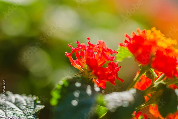 Obraz red and yellow flower