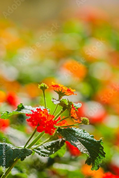 Obraz red and yellow flowers