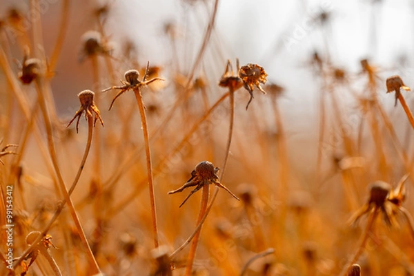 Obraz ants on a grass