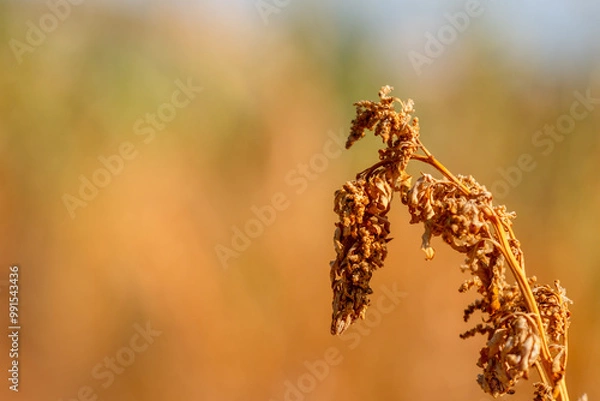 Obraz wheat field at sunset