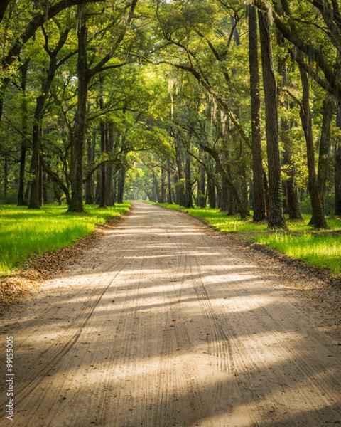 Fototapeta A lowcountry dirt road on Edisto Island near Charleston, SC, passes through an eerie looking tunnel of Live Oaks and Spanish Moss as sunlight and shadows filter through and criss cross the road.