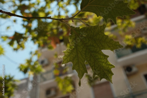 Obraz leaves on the vine