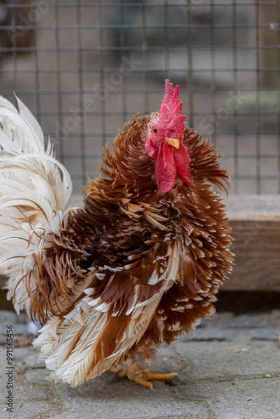 Obraz Wunderschönes Tier bei Tageslicht