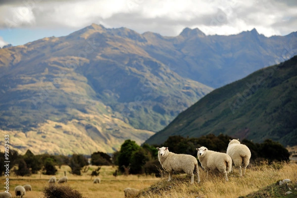 Obraz Sheep in New Zealand.