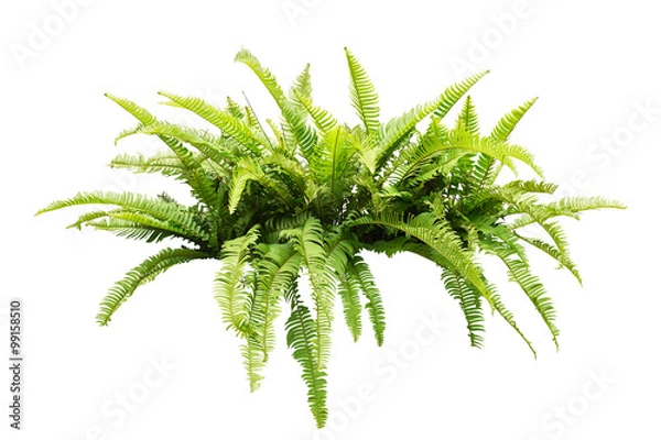 Obraz Fern