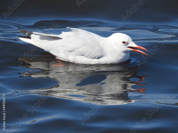 Obraz Slender-billed Gull (Chroicocephalus genei)