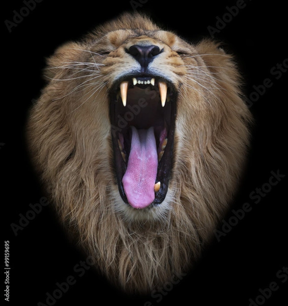 Fototapeta The head of a yawning Asian lion, isolated on black background. The King of beasts, biggest cat of the world. The most dangerous and mighty predator of the world shows his huge fangs.