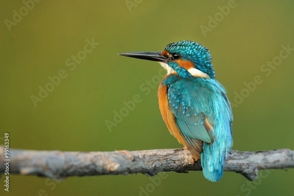 Obraz Kingfisher (Alcedo atthis)