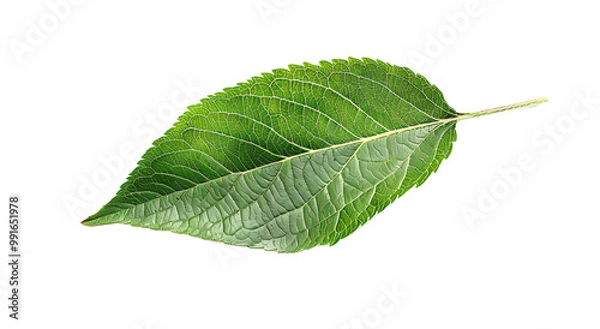 Fototapeta Green apple leaf isolated on transparent background