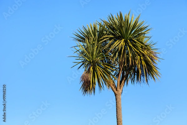 Fototapeta Palm Tree.  A palm tree pictured in Garlieston on the Dumfries and Galloway coastline in Southern Scotland.