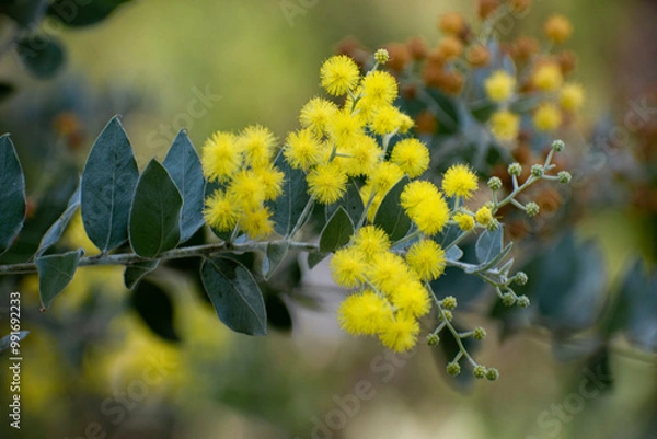 Fototapeta Acacia podalyriifolia, a perennial tree native to Australia used for environmental management and as an ornamental tree.