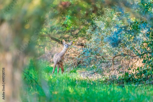 Fototapeta A roe deer in the wild