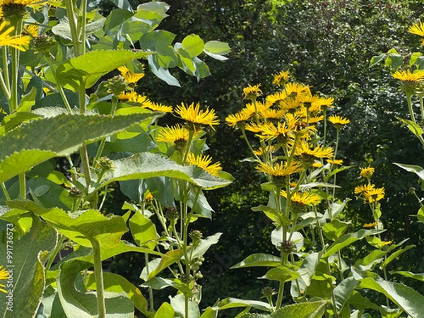 Obraz Inula Helenium