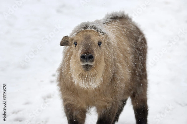 Fototapeta Snowy cub of takin