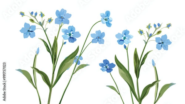 Obraz Forget-Me-Not Flower Clipart Isolated on white background Vector Illustration