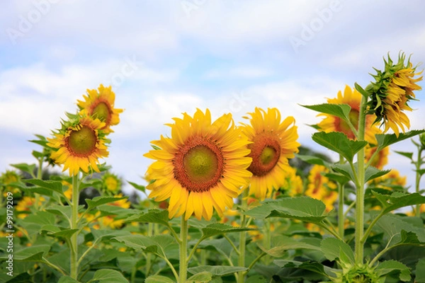 Fototapeta Sunflower in full bloom flowers