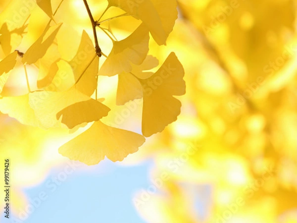 Obraz イチョウ　黄葉