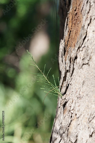 Obraz bourgeon sur tronc d'arbre