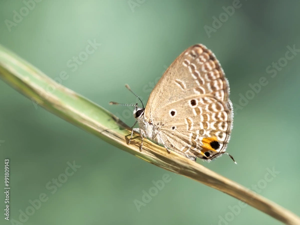 Obraz papillon posé sur une herbe