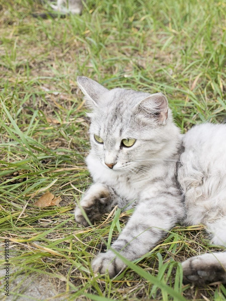 Fototapeta Серая кошка отдыхает в траве летний день