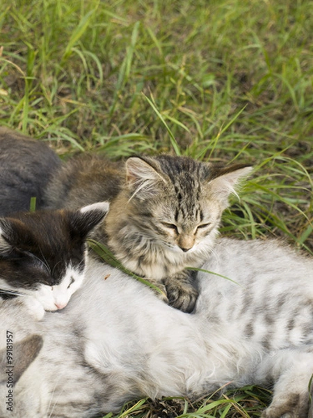 Obraz Котята в траве отдыхают летний день