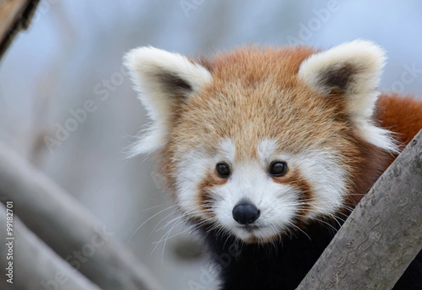 Obraz red panda baby
