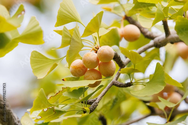 Obraz 銀杏の実　イチョウの木