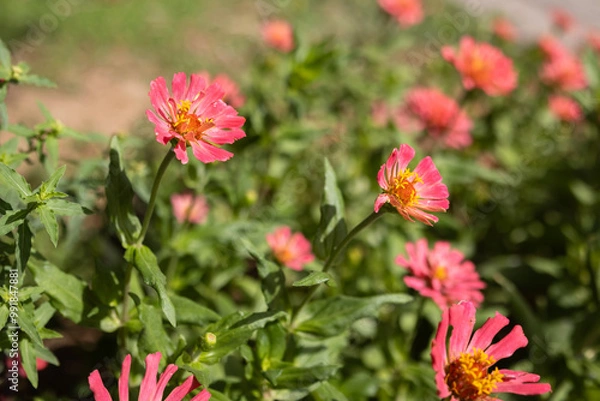 Fototapeta Colorful daisy flower field. Beautiful flower in the garden. Selective focus. Use for background


