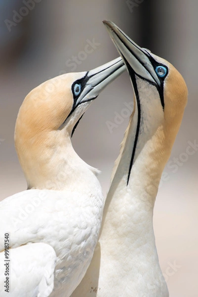 Fototapeta portrait of a pair of cape gannets