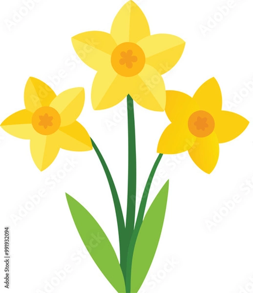 Obraz daffodils isolated on white