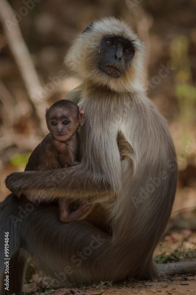 Fototapeta langur/langur monkey
