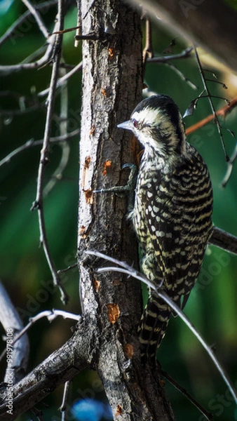 Obraz Pájaro Carpintero (Carpinterito Hembra, Chile)
