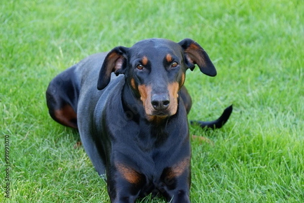 Fototapeta Doberman dog posing in the garden