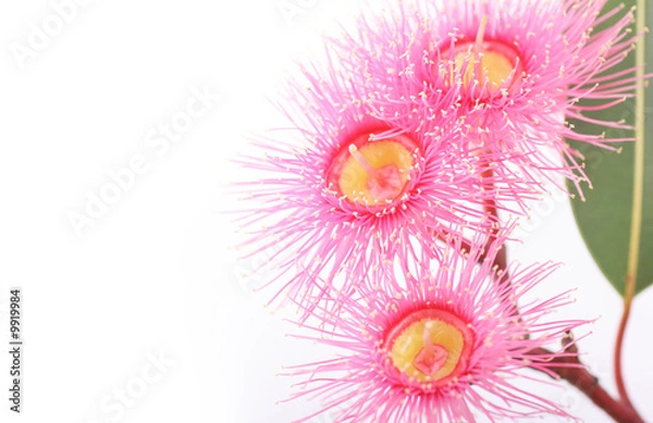 Obraz Australian pink eucalypt blossoms
