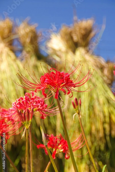 Fototapeta 秋の花、赤い彼岸花と稲干し、青空