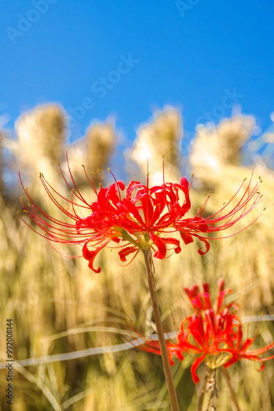 Obraz 秋の花、赤い彼岸花と稲干し、青空