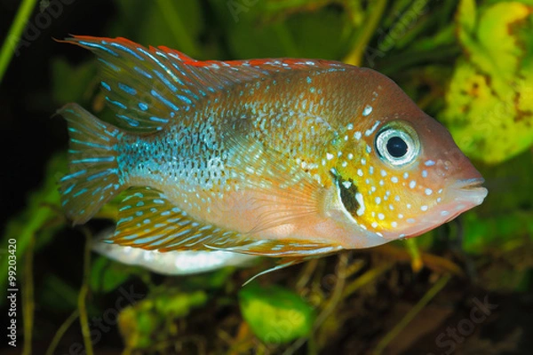 Fototapeta Mexikanischer Goldbuntbarsch (Thorichthys aureus)