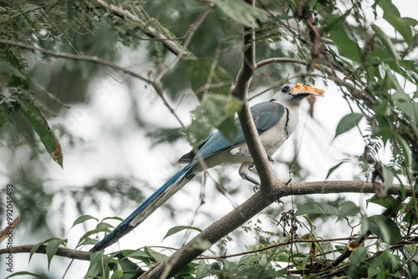 Fototapeta blue magpie in tree with food