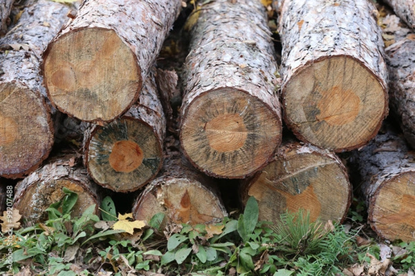 Fototapeta Pine tree stumps in autumn forest in row