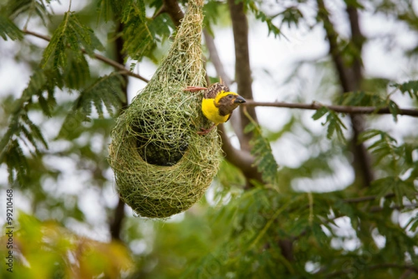 Fototapeta Baya Weavers nest colonies are usually found on thorny trees or palm fronds and the nests are often built near water or hanging over water where predators cannot easily reach their nests.