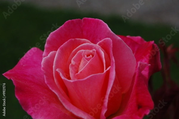 Obraz petale et romance