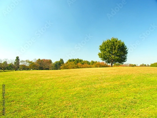 Fototapeta 秋の草原と立ち木