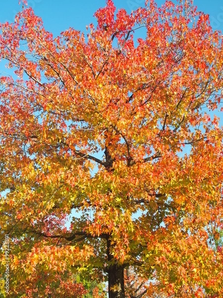 Fototapeta 黄葉のモミジバフウ
