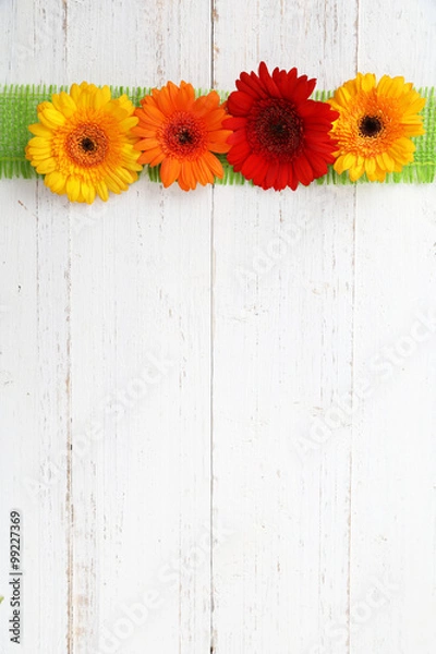 Fototapeta Gerbera