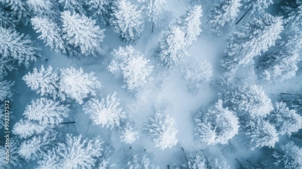 Fototapeta Aerial View of a Snowy Forest in Winter
